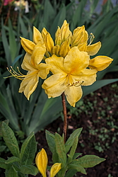 ������ ��������������� (Rhododendron � mollis) ���� ������