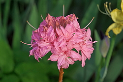 ������ ��������������� (Rhododendron � mollis) ���� �������