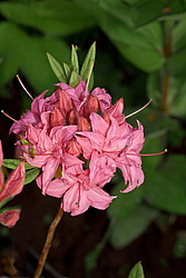 ������ ��������������� (Rhododendron � mollis) ���� �������