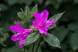 ������ ������, ���� ��� ����� (Rhododendron 'Malvaticum' x Rhododendron kaempferi)