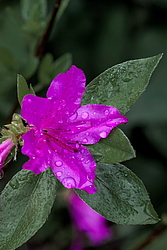 ������ ������, ���� ��� ����� (Rhododendron 'Malvaticum' x Rhododendron kaempferi)