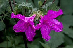������ ������, ���� ��� ����� (Rhododendron 'Malvaticum' x Rhododendron kaempferi)