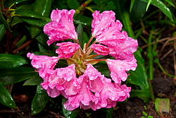 ����������� ������������ (Rhododendron yakushimanum) ���� �������