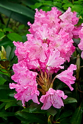 ����������� ������������ (Rhododendron yakushimanum) ���� �������