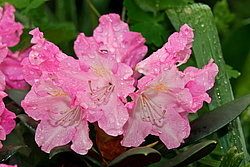 ����������� ������������ (Rhododendron yakushimanum) ���� �������