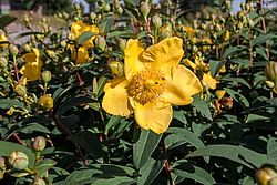 �������� �������� (Hypericum patulum)
