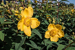 �������� �������� (Hypericum patulum)