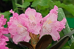 ����������� ������������ (Rhododendron yakushimanum) ���� �������