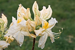 ������ ��������������� (Rhododendron � mollis) ���� �������