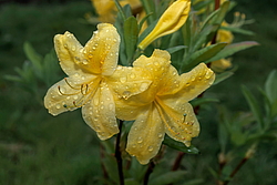 ������ ��������������� (Rhododendron � mollis) ���� ������