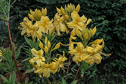 ������ ��������������� (Rhododendron � mollis) ���� ������