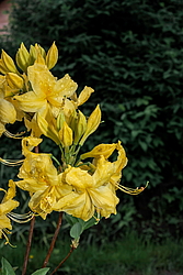 ������ ��������������� (Rhododendron � mollis) ���� ������