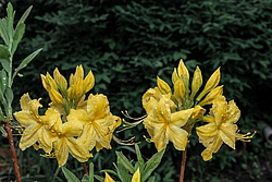 ������ ��������������� (Rhododendron � mollis) ���� ������