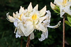 ������ ��������������� (Rhododendron � mollis) ���� �������