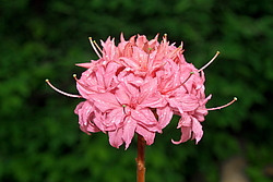 ������ ��������������� (Rhododendron � mollis) ���� �������