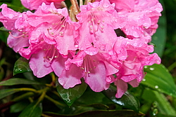 ����������� ������������ (Rhododendron yakushimanum) ���� �������