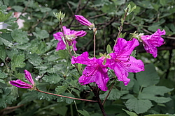 ������ ������, ���� ��� ����� (Rhododendron 'Malvaticum' x Rhododendron kaempferi)