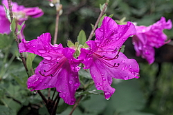 ������ ������, ���� ��� ����� (Rhododendron 'Malvaticum' x Rhododendron kaempferi)