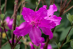 ������ ������, ���� ��� ����� (Rhododendron 'Malvaticum' x Rhododendron kaempferi)