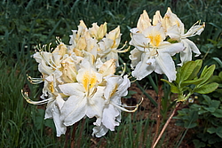 ������ ��������������� (Rhododendron � mollis) ���� �������
