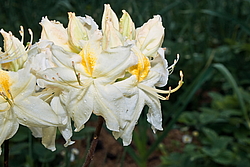 ������ ��������������� (Rhododendron � mollis) ���� �������