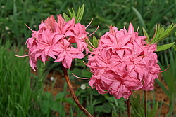 ������ ��������������� (Rhododendron � mollis) ���� �������