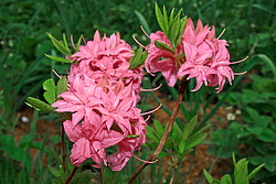������ ��������������� (Rhododendron � mollis) ���� �������