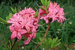 ������ ��������������� (Rhododendron � mollis) ���� �������