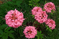 ������ ��������������� (Rhododendron � mollis) ���� �������
