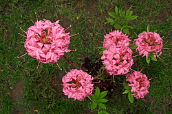 ������ ��������������� (Rhododendron � mollis) ���� �������