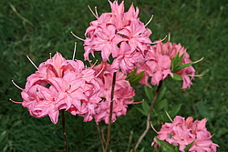 ������ ��������������� (Rhododendron � mollis) ���� �������