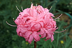 ������ ��������������� (Rhododendron � mollis) ���� �������