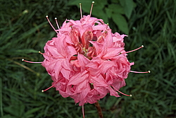 ������ ��������������� (Rhododendron � mollis) ���� �������