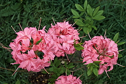 ������ ��������������� (Rhododendron � mollis) ���� �������