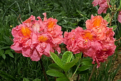 ������ ��������������� (Rhododendron � mollis) ���� �������