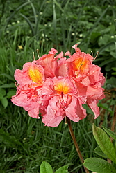 ������ ��������������� (Rhododendron � mollis) ���� �������