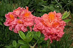 ������ ��������������� (Rhododendron � mollis) ���� �������