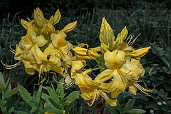 ������ ��������������� (Rhododendron � mollis) ���� ������
