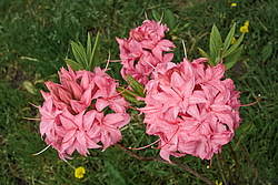 ������ ��������������� (Rhododendron � mollis) ���� �������