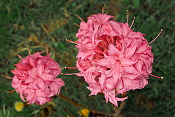 ������ ��������������� (Rhododendron � mollis) ���� �������