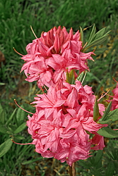 ������ ��������������� (Rhododendron � mollis) ���� �������