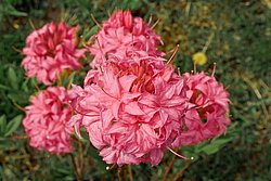������ ��������������� (Rhododendron � mollis) ���� �������
