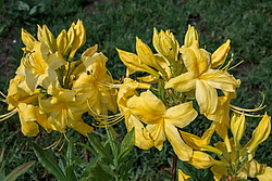 ������ ��������������� (Rhododendron � mollis) ���� ������