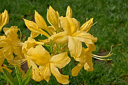 ������ ��������������� (Rhododendron � mollis) ���� ������