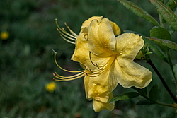 ������ ��������������� (Rhododendron � mollis) ���� ������