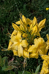 ������ ��������������� (Rhododendron � mollis) ���� ������