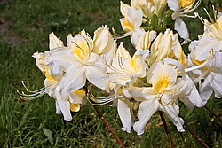 ������ ��������������� (Rhododendron � mollis) ���� �������