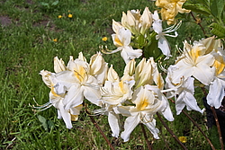 ������ ��������������� (Rhododendron � mollis) ���� �������