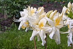 ������ ��������������� (Rhododendron � mollis) ���� �������