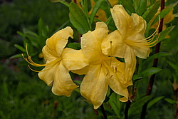 ������ ��������������� (Rhododendron � mollis) ���� ������